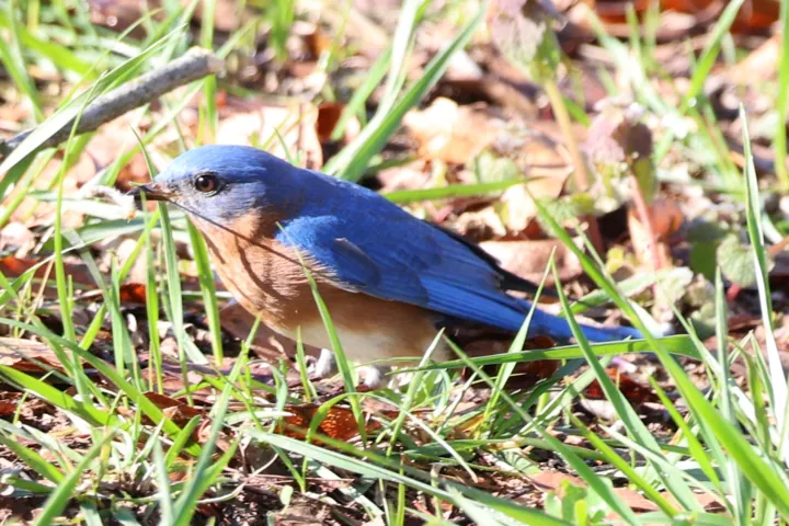 Eastern Bluebird