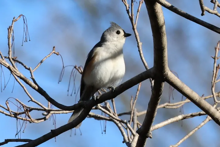 Tufted Titmouse