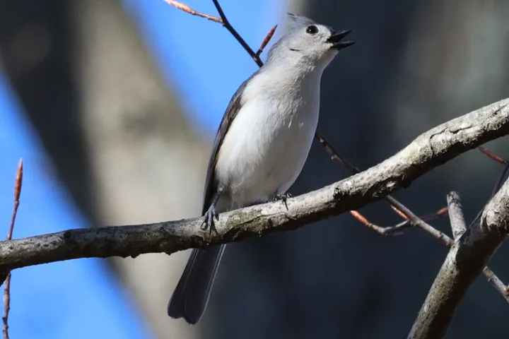 Tufted Titmouse
