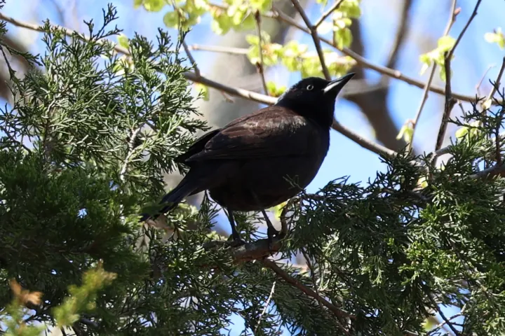 Common Grackle