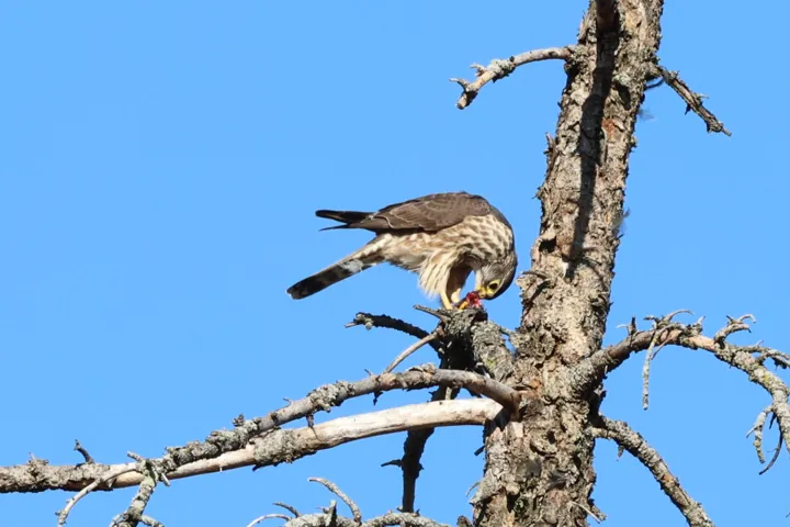 Merlin