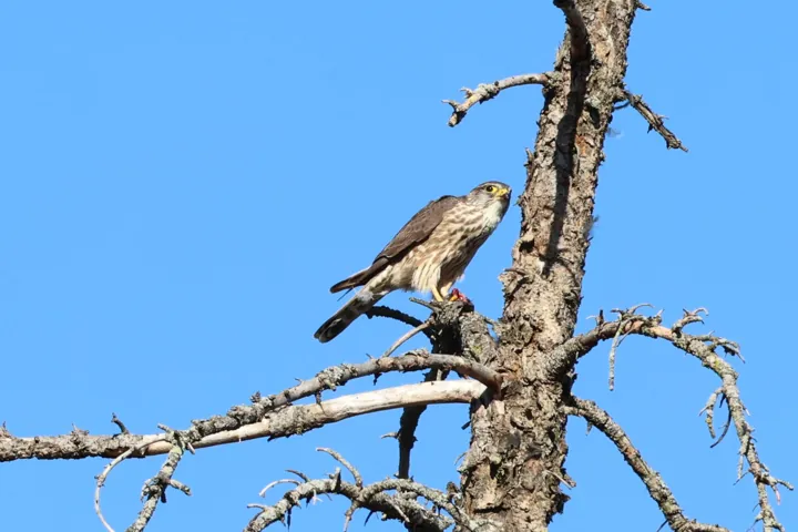 Merlin