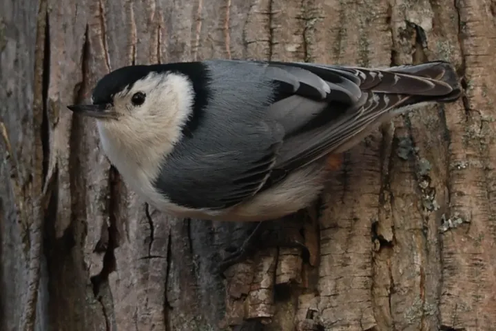 White-breasted Nuthatch