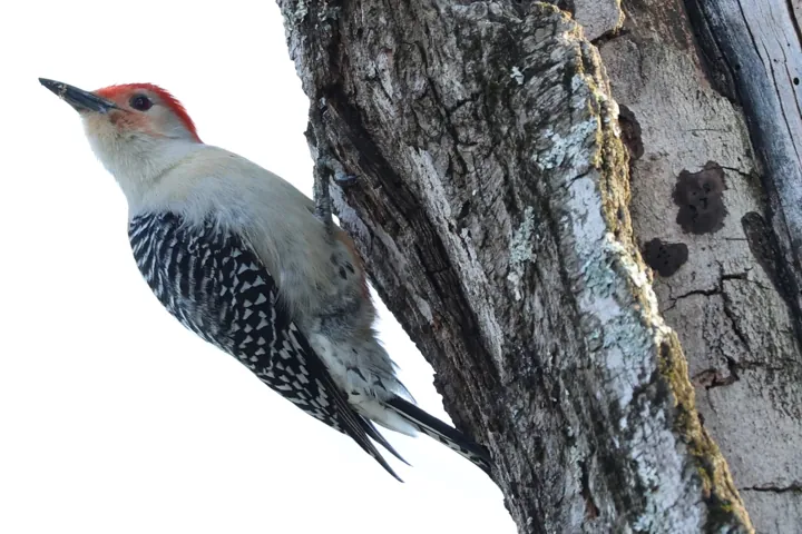 Red-bellied Woodpecker