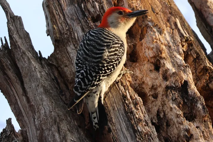 Red-bellied Woodpecker