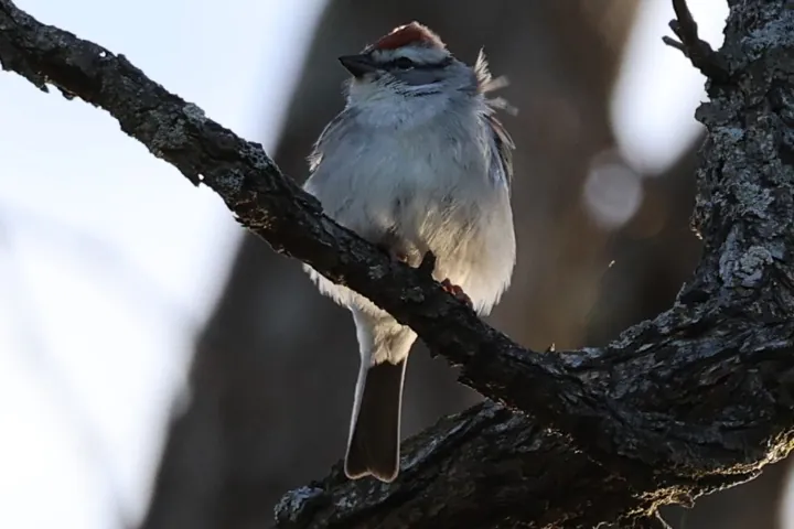 Chipping Sparrow