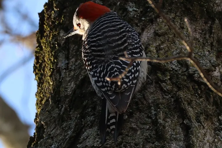 Red-bellied Woodpecker