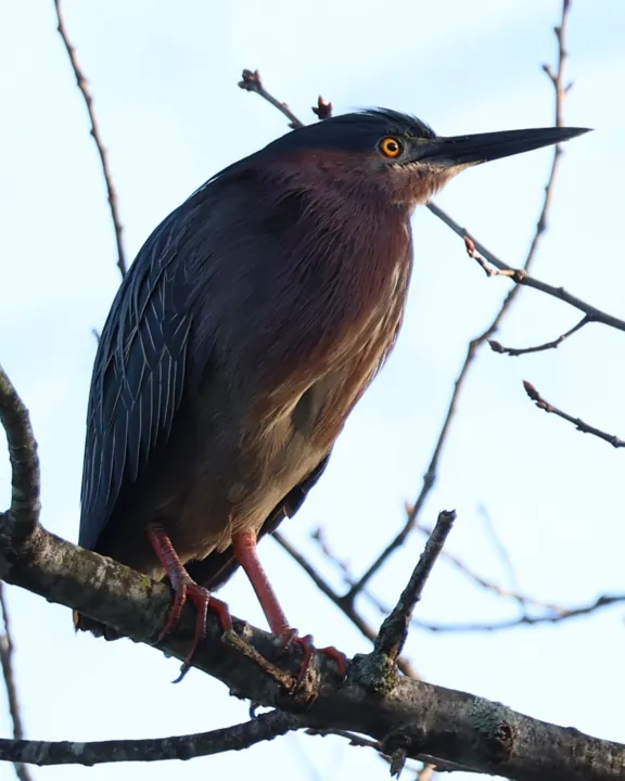 Green Heron