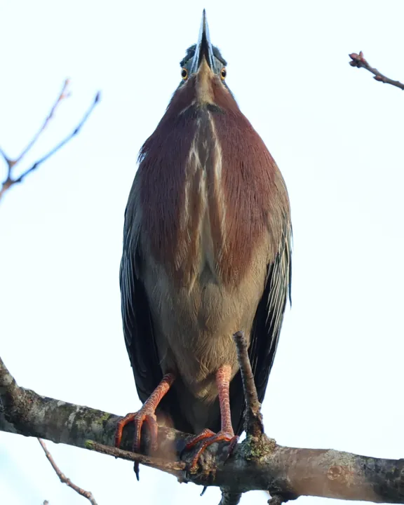 Green Heron