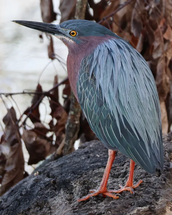 Green Heron