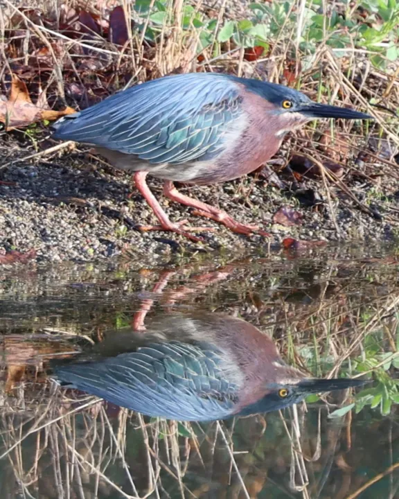 Green Heron