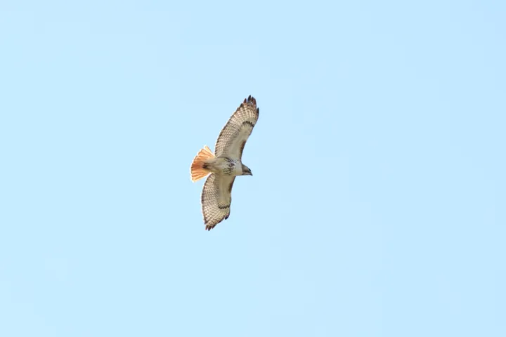 Red-tailed Hawk