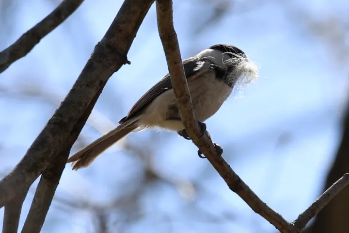 Carolina Chickadee
