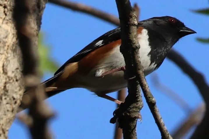 Eastern Towhee
