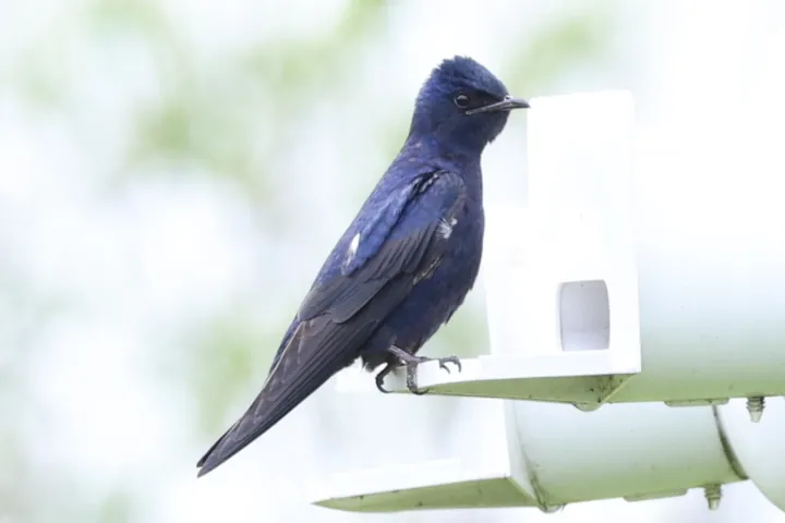 Purple Martin