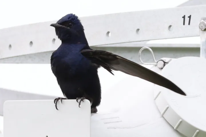 Purple Martin