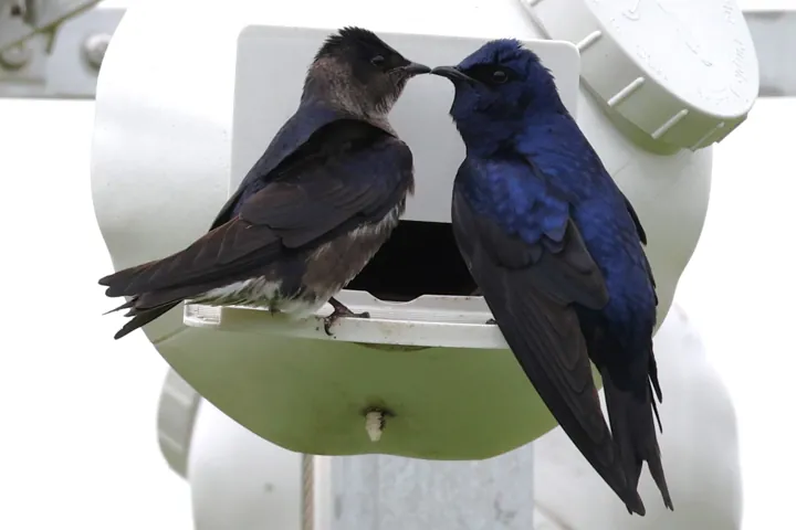 Purple Martin