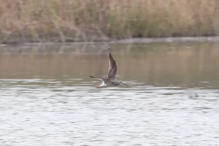 Greater Yellowlegs
