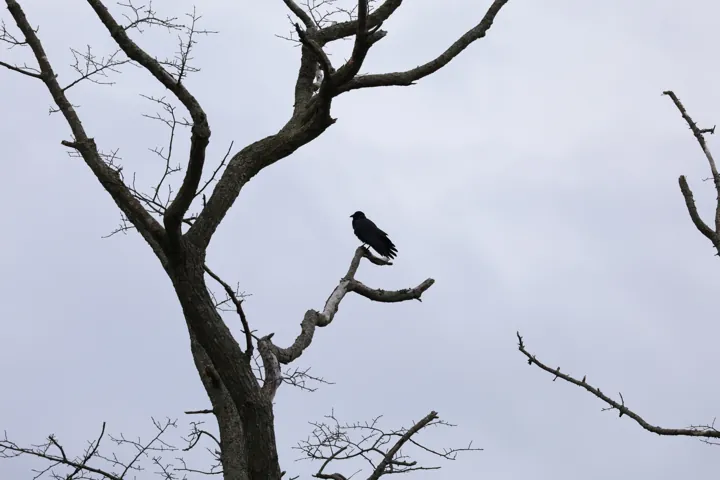 Fish Crow
