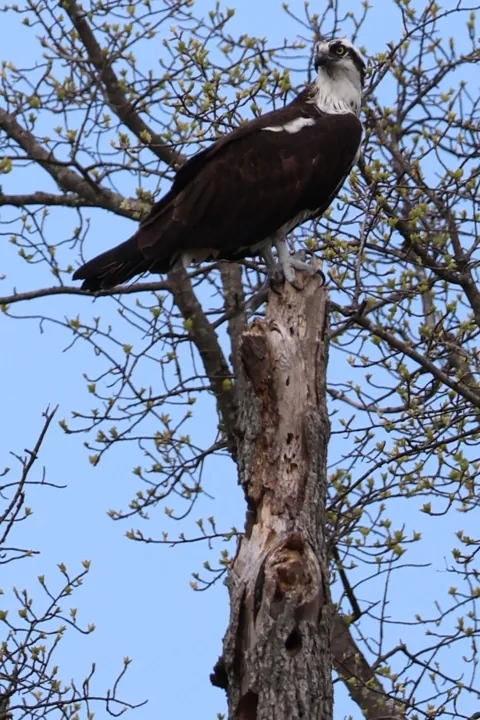 Osprey