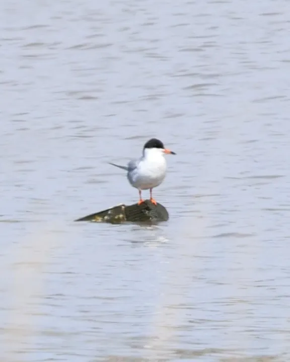 Forster's Tern