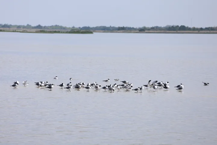 Laughing Gull
