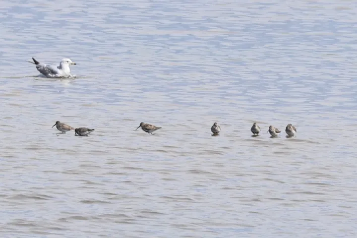 Dunlin