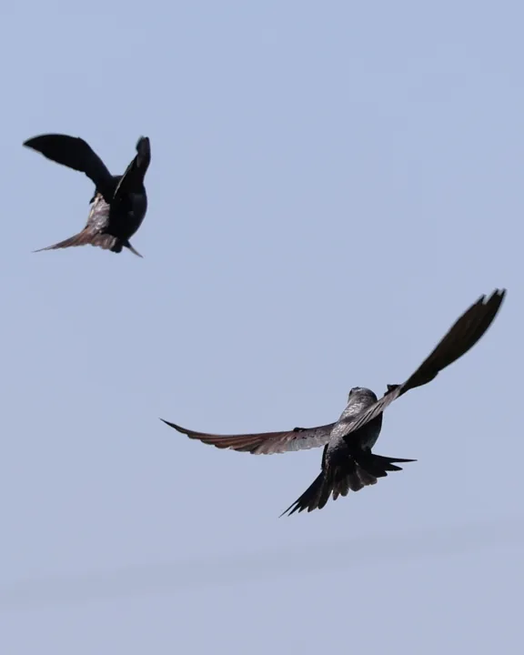 Purple Martin