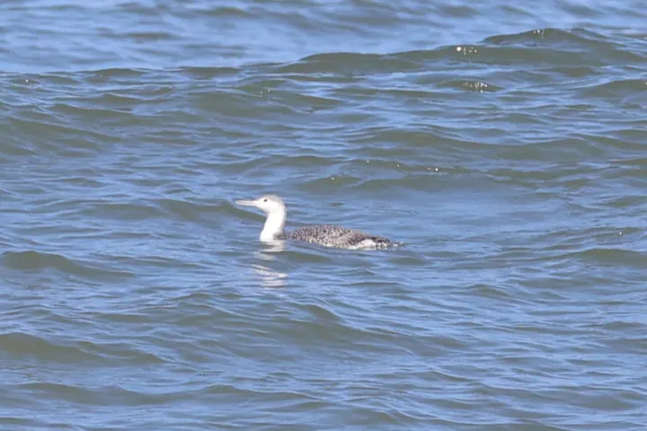 Red-throated Loon