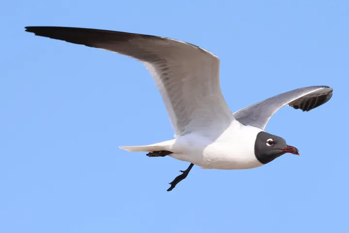 Laughing Gull