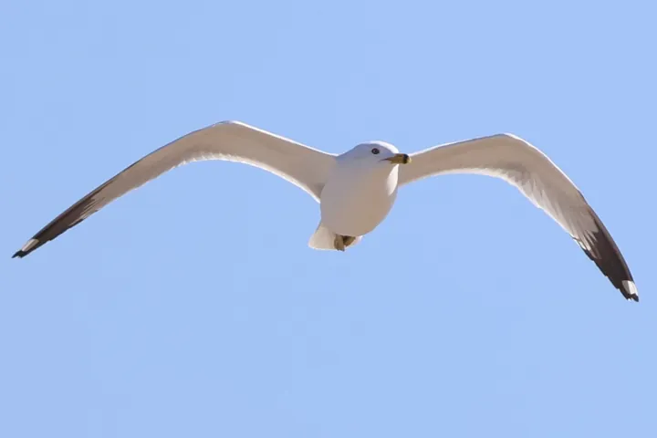 Ring-billed Gull