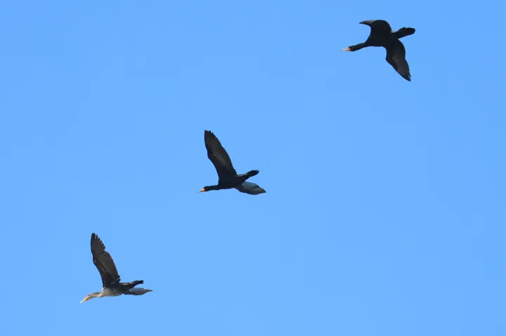 Double-crested Cormorant