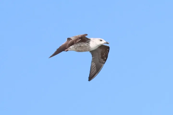 Lesser Black-backed Gull