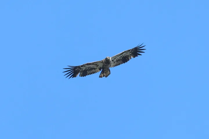Bald Eagle