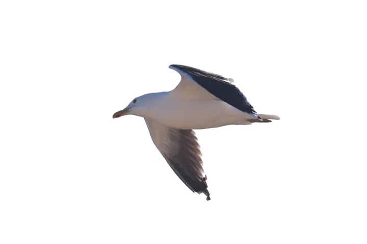 Lesser Black-backed Gull