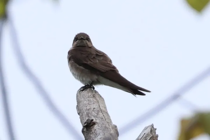 Northern Rough-winged Swallow