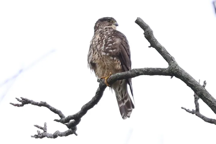 Merlin