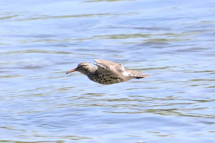 Spotted Sandpiper