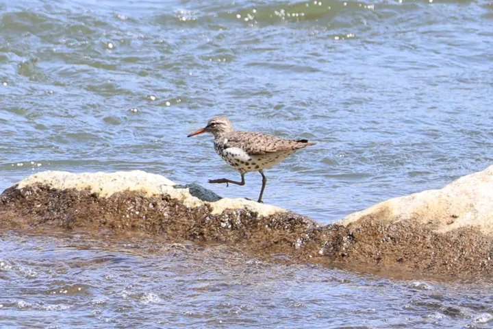 Spotted Sandpiper