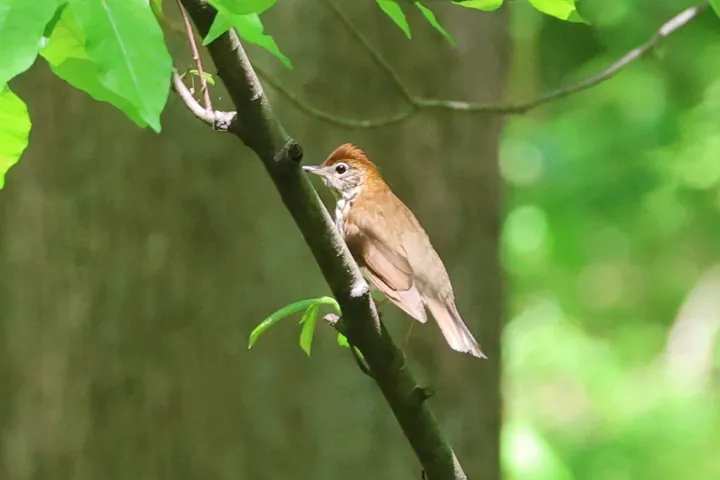 Wood Thrush
