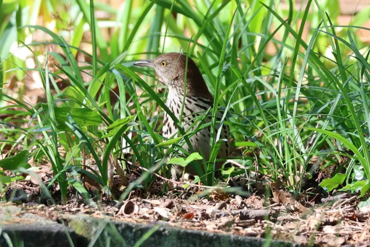 Brown Thrasher