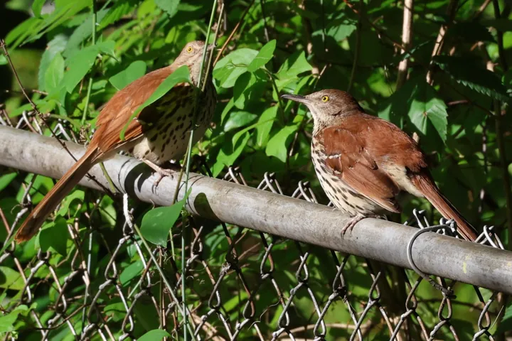 Brown Thrasher