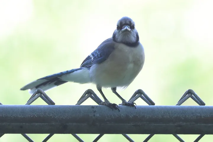 Blue Jay