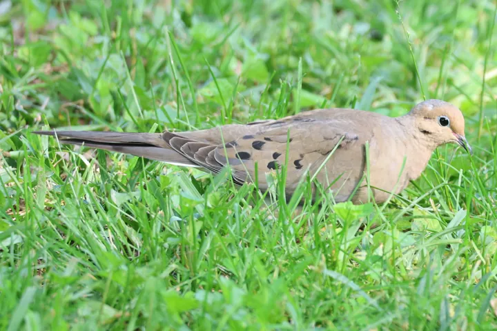 Mourning Dove