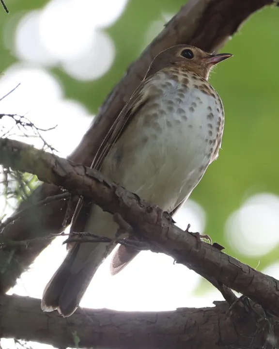 Swainson's Thrush