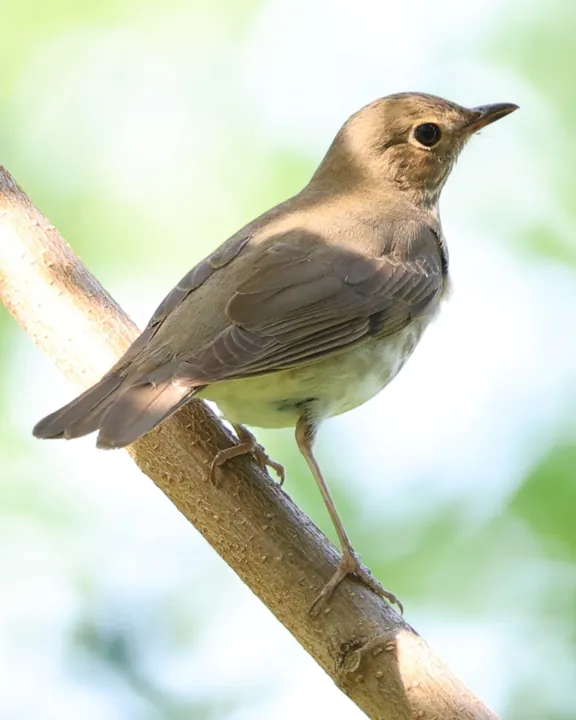 Swainson's Thrush
