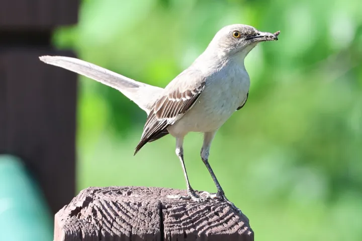 Northern Mockingbird