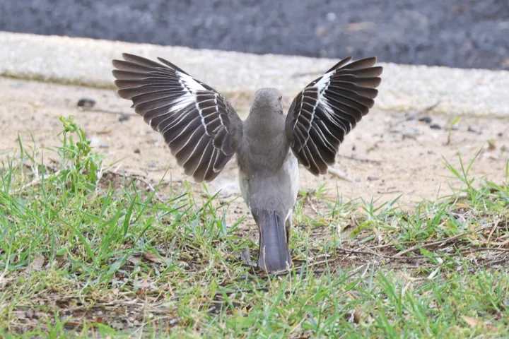 Northern Mockingbird