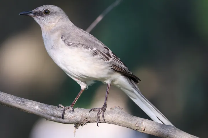 Northern Mockingbird