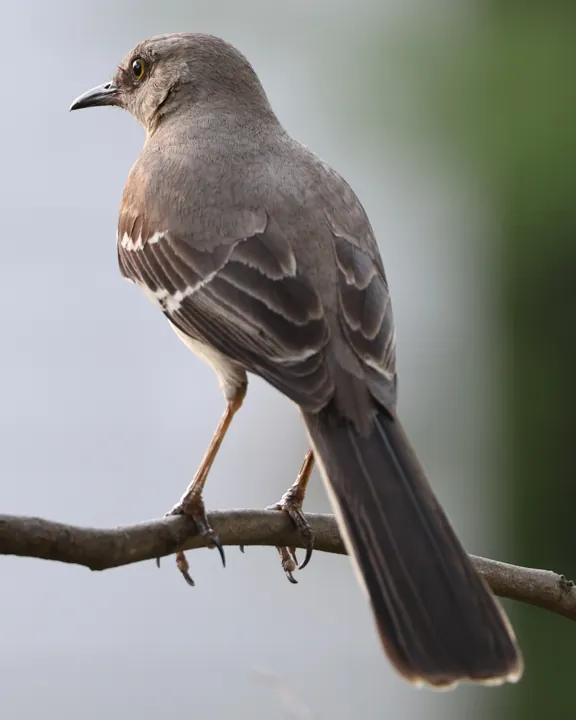 Northern Mockingbird